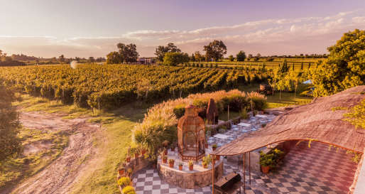 Vineyard - Finca Narbona