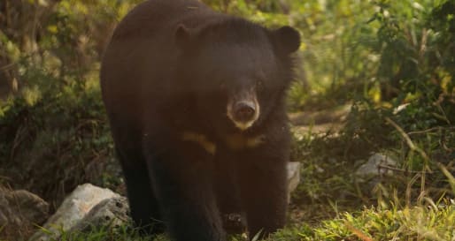 Bear at Sun Bear Sanctuary Vietnam 