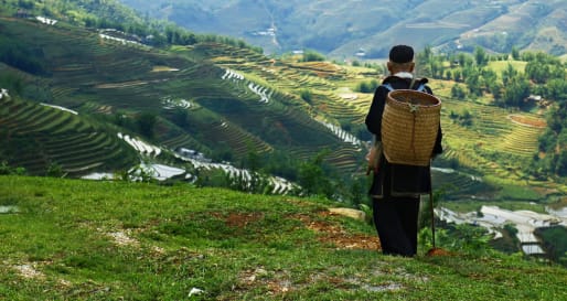 Sapa