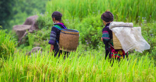 Sapa 