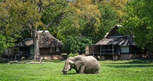 Elephant