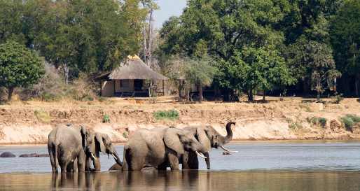 Elephants - Nsefu Camp