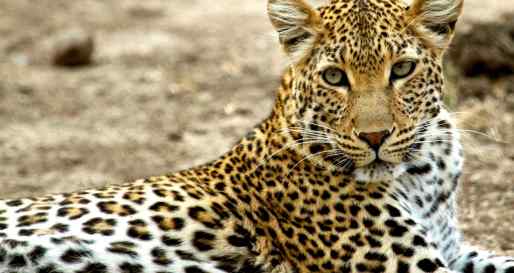 Leopard -