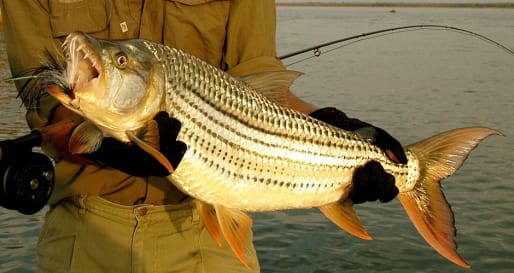 Tigerfish - Fishing on the Lower Zambezi