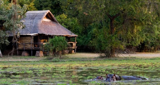 Hippo - Exploring Southern Luangwa