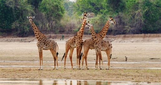 Limitless Botswana