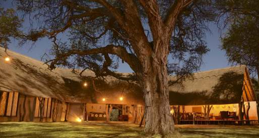 Lodge exterior and Camelthorn tree  - Camelthorn