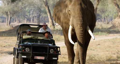 Stretch with bull elephant - Goliath Safari Camp