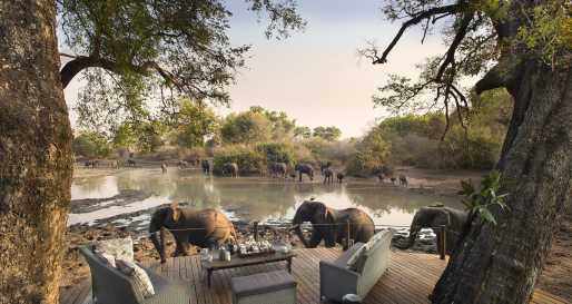 Elephants 