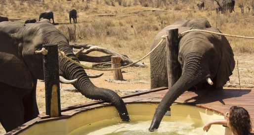 Elephant visiting