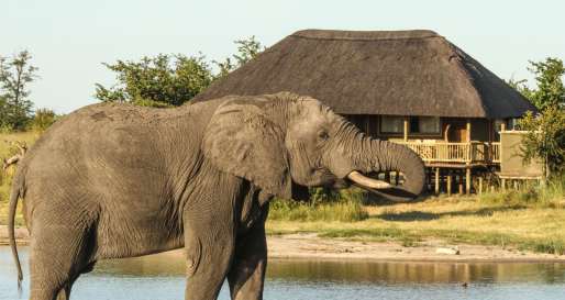Nehimba - Waterhole infront of Tented Room
