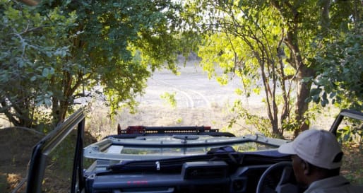 Game Drives in Zimbabwe