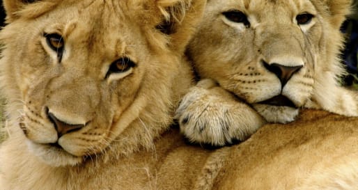 Young lion pair - Zimbabwe in style