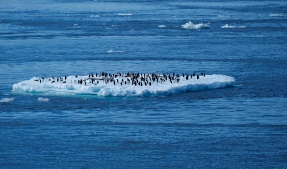 Wild Encounters: Antarctic Peninsular & The Weddell Sea
