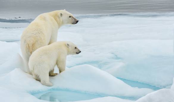Explore Spitsbergen