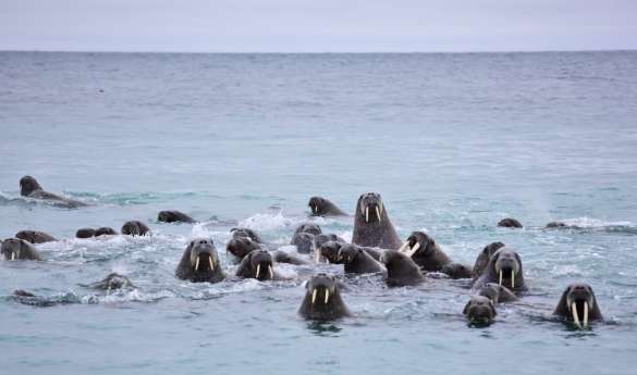 Hinlopen Strait
