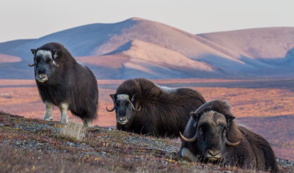 Discovering the Northwest Passage