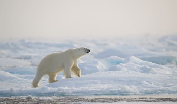 Svalbard Wildlife Expedition