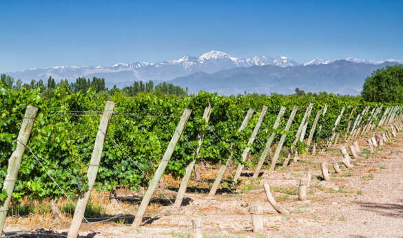 Wine Tasting in Lujan de Cuyo