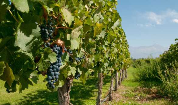 Wine Tasting in Uco Valley