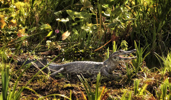 Wild Argentina