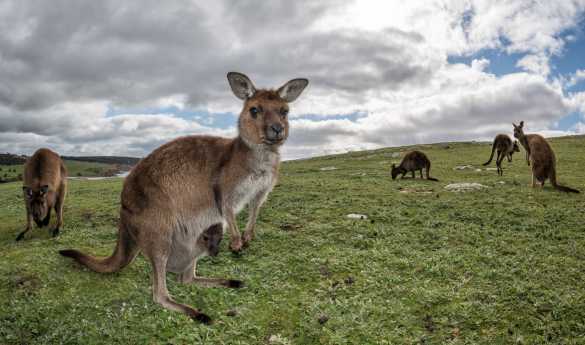 Kangaroo Island Explorer Day Tour