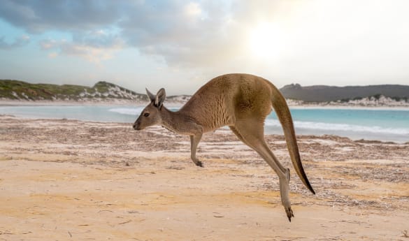 Kangaroo Island Explorer Day Tour
