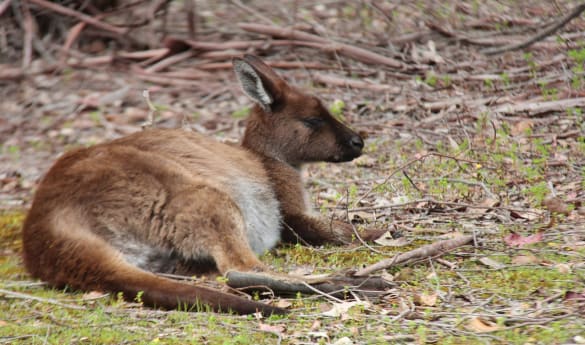 Land for Wildlife Experience
