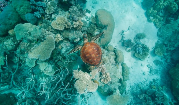 Marine Explorer Experience
