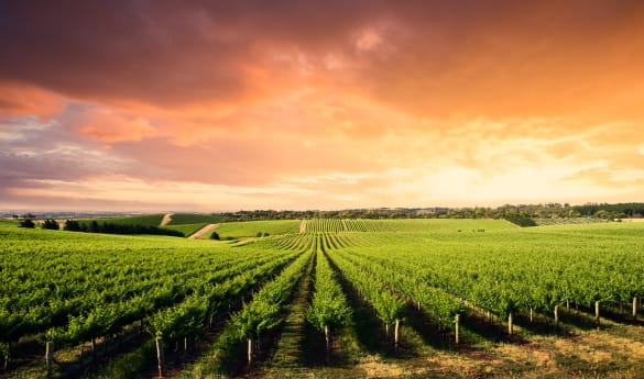 Private McLaren Vale Bekkers Clarendon Vineyard Estate
