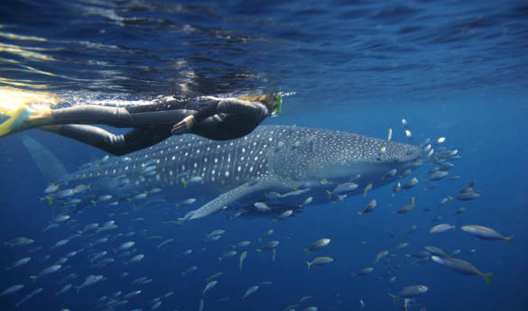 Sal Salis - Swimming with Whale Sharks