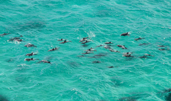 Sea Kayaking with Dolphins in Byron Bay