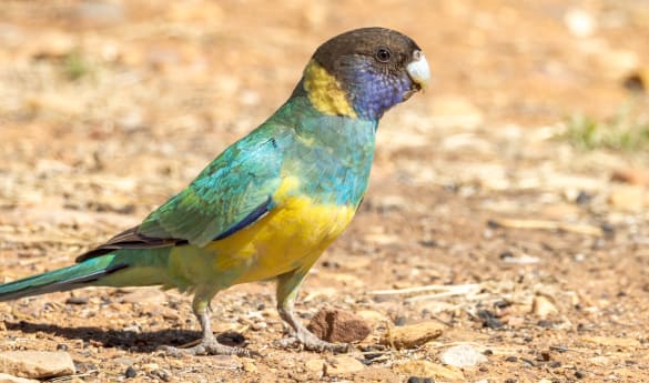 Natural Adventures and Wildlife Experience