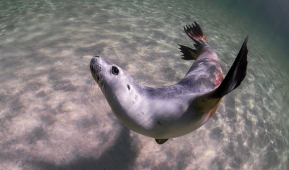 Swim with Sea Lions and Dolphins