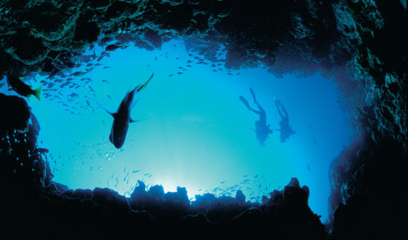 Wild Encounters: Outback, Rainforest and Reef