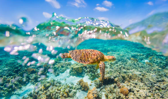Wild Encounters: Outback, Rainforest and Reef