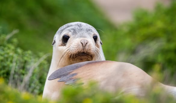 Wild Encounters: South Australia
