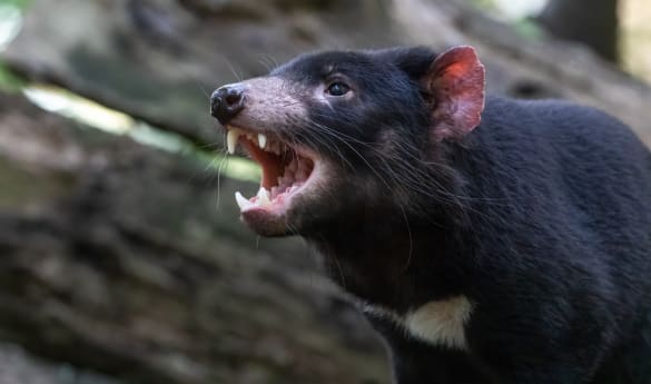 Wild Encounters: Tasmania Wildlife and Conservation
