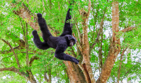 Monkey River Tour