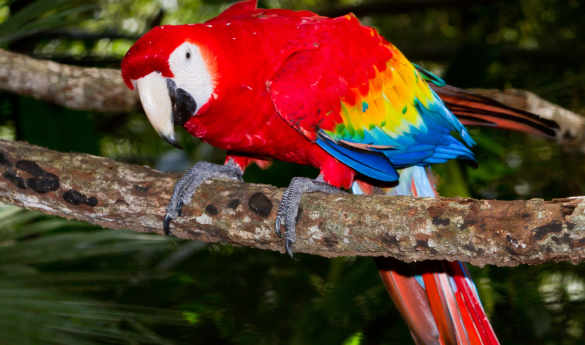 Family Fun in Guatemala & Belize