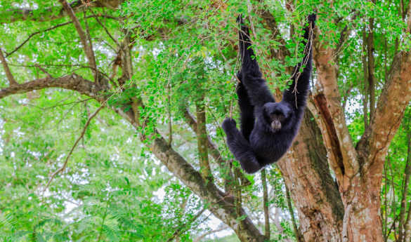 Wild Belize