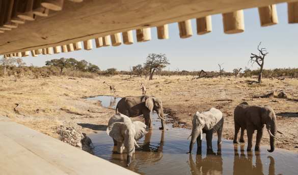 Belmond Savute Elephant Lodge