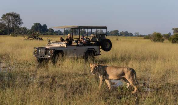 Game Drives in Botswana