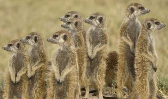 Meerkats on the Makgadikgadi