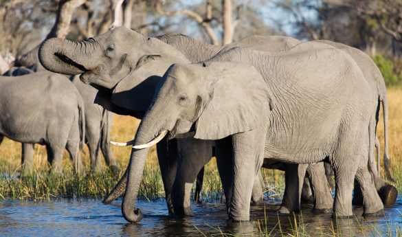 Imagine Botswana