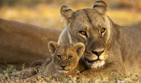 Limitless Botswana