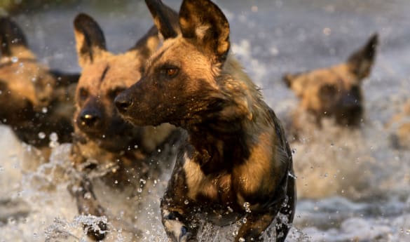 Wild Botswana
