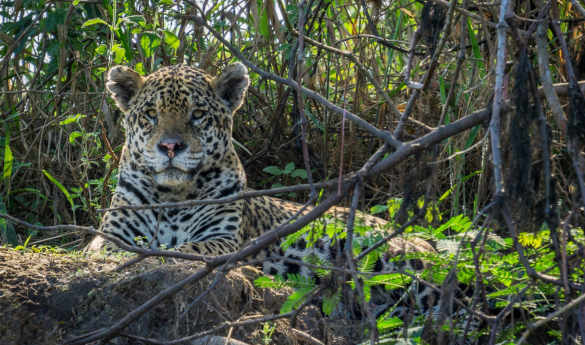 Onçafari Project at Caiman Ecological Refuge