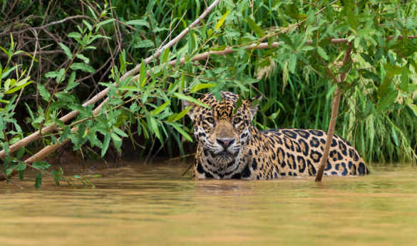Wild Brazil: Amazon & Pantanal Adventure