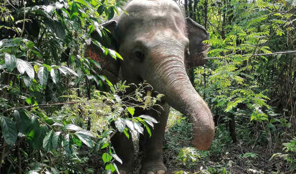 Half Day with Elephants at Kulen